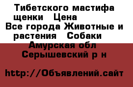  Тибетского мастифа щенки › Цена ­ 10 000 - Все города Животные и растения » Собаки   . Амурская обл.,Серышевский р-н